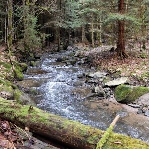 Walk along the creek