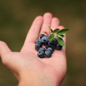 Blueberry Picking Trip - Image 2