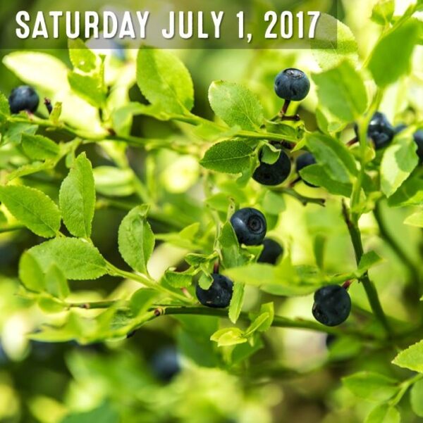 Blueberry Picking Trip