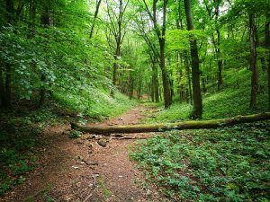 The Karlstejn and Velka Amerika Hike - Image 4