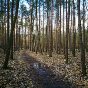 Enjoy a walk in the late autumn forest