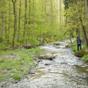 Take a relaxing walk in the spring forest