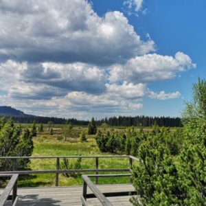 At the Jezerni peat bog