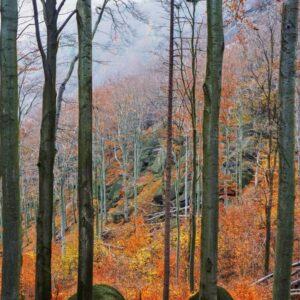 Jizera mountains beech forest in the autumn